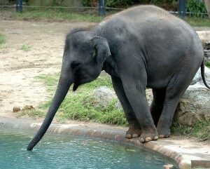 zoo melbourne elephant