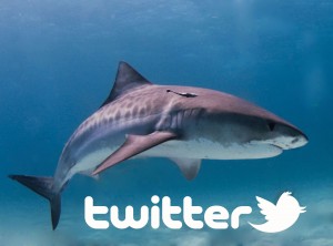 requin tigre twitter australie