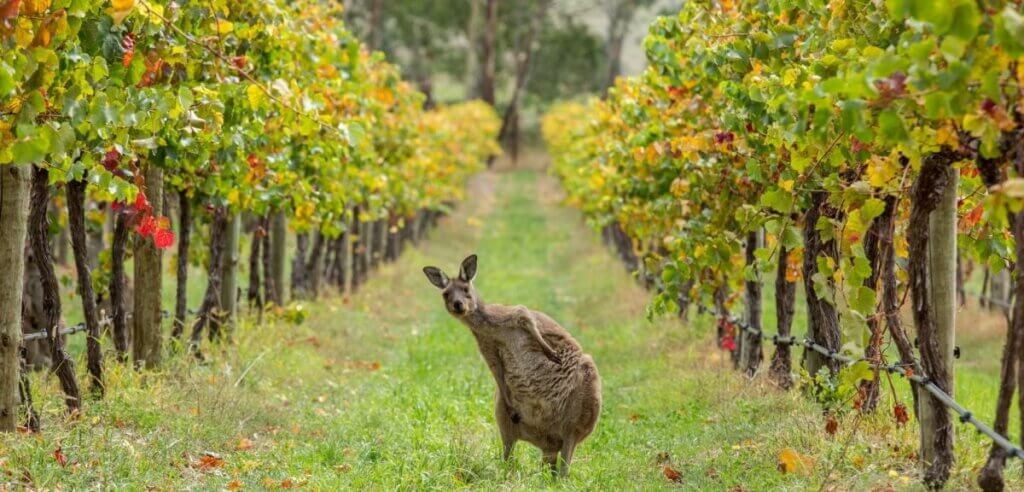 la vallée de Barossa en Australie-Méridionale