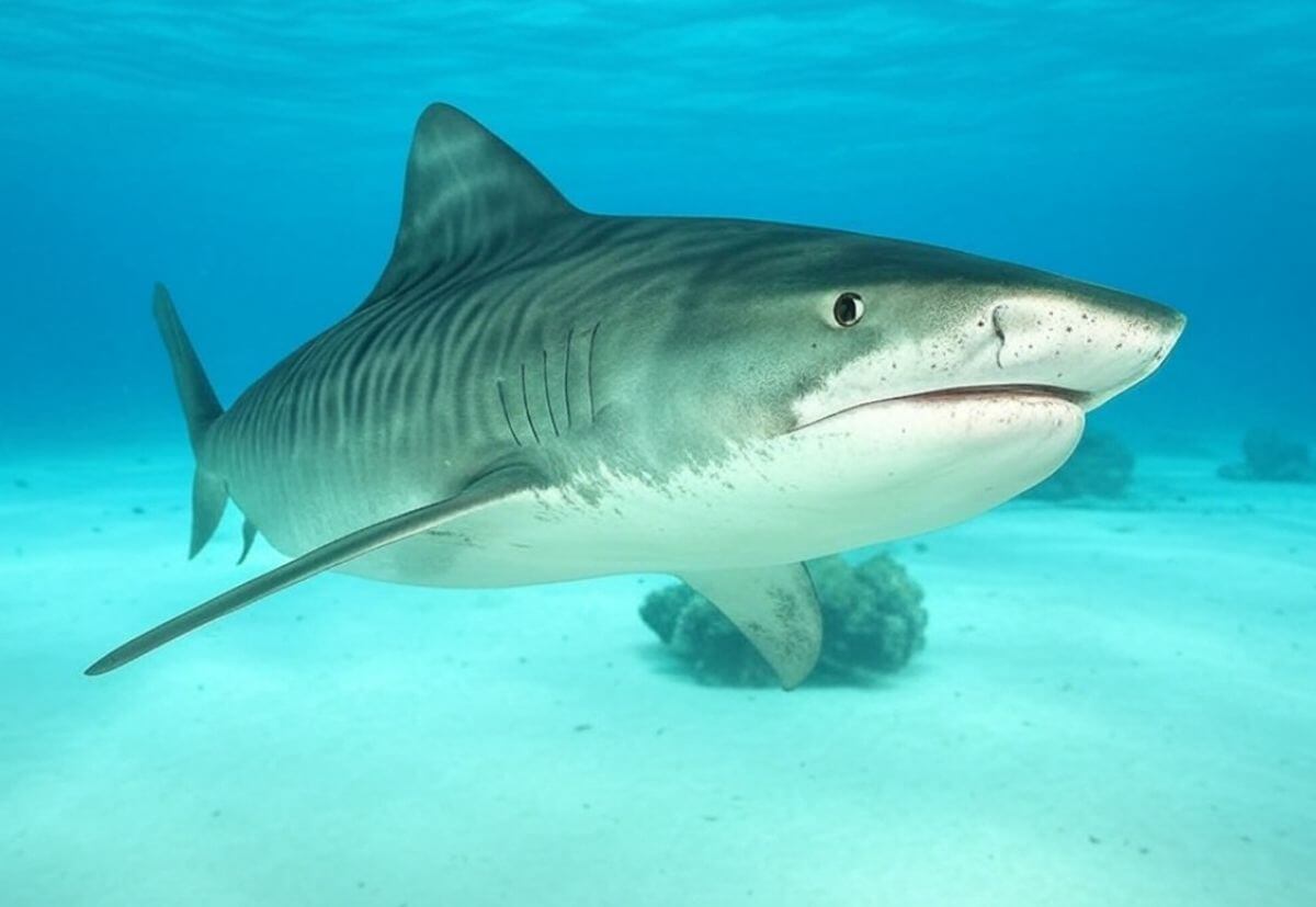 requin en Australie